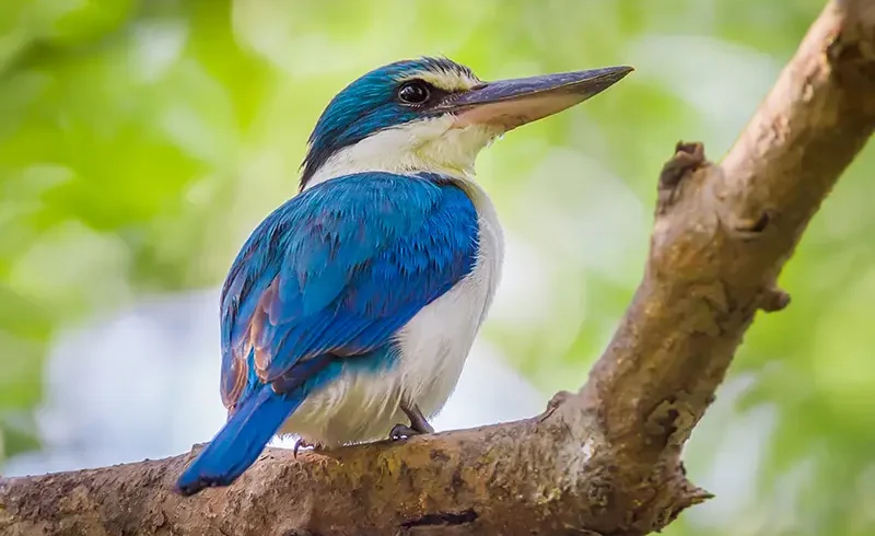 Sunderbans1