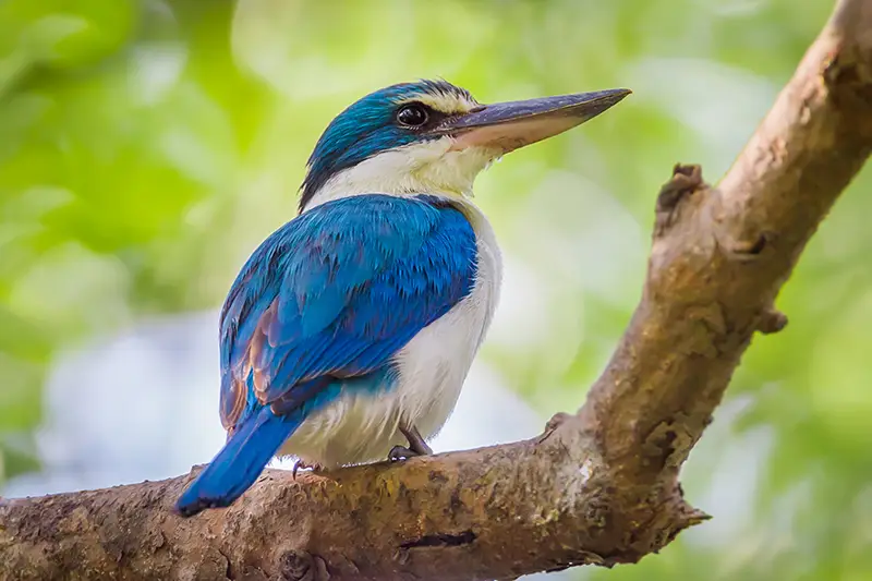 Sunderbans1