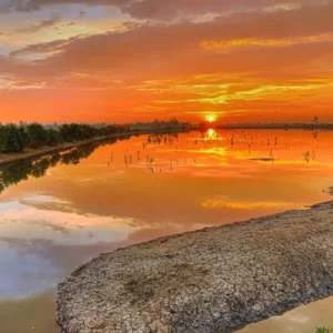 sunderban