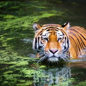 tiger-swimming-sundarban-river-picture